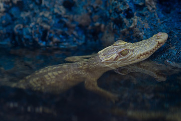 crocodile closeup eye, Alligator, Dangerous animal