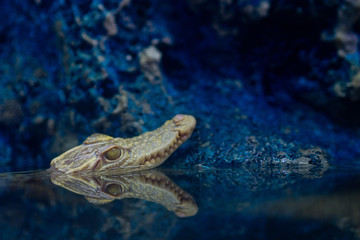 crocodile closeup eye, Alligator, Dangerous animal