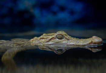 crocodile closeup eye, Alligator, Dangerous animal