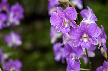 Fototapeta na wymiar Deep Purple Orchid Flowers