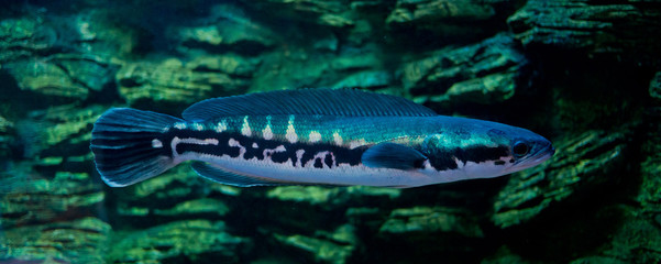 Fototapeta premium fish at aquarium, under water, animals