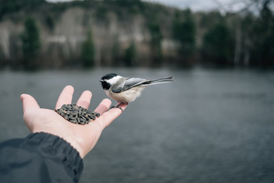 QUEBEC, QC - CANADA APRIL 2017 - Black-capped chickadee standing trustfully in man's hand full of sunflower seeds in front of a lake.