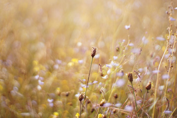 Blurry flowers for Background