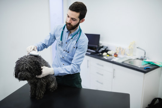 Vet examining dog