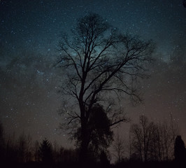 A tree under the stars