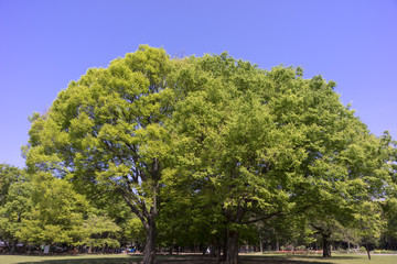 new green leaves in the park 