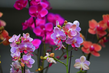 Fototapeta na wymiar Beautiful orchids, butterfly orchid