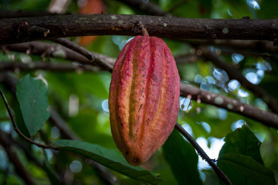 Cabosses m&ucirc;re de cacaoyer
