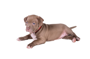 The puppy of the pit bull lies on its side. Isolated on white background