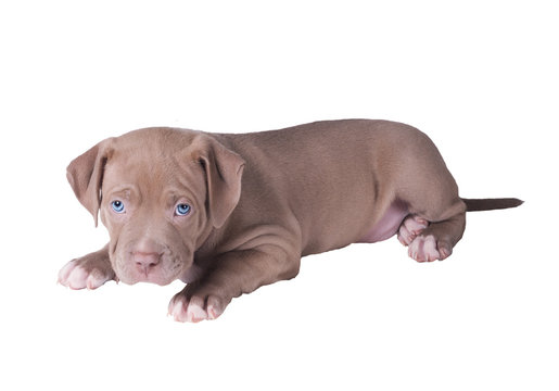 The Sad Puppy Of The Pit Bull Lies. Isolated On White Background