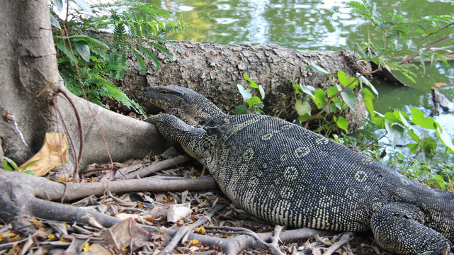 One Monitor Lizard Relax  And Sunbathing By Riverside Happiness And Freedom Of Life