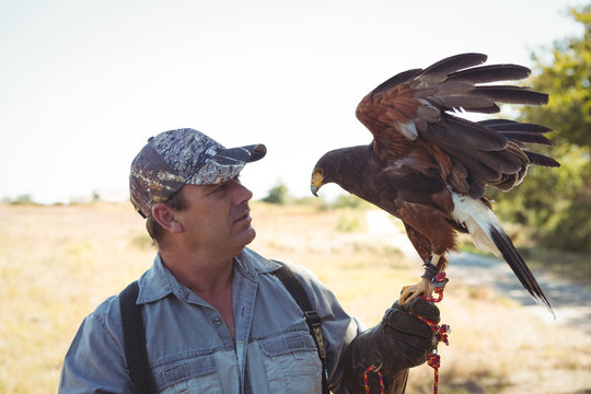 Falconer with golden eagle - Powered by Adobe
