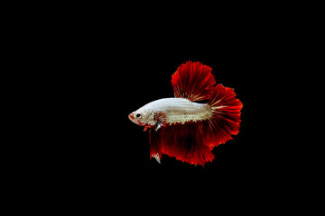 Beautifull freedom Betta fish, Half-moon better fish, betta splendens isolated swim on black...