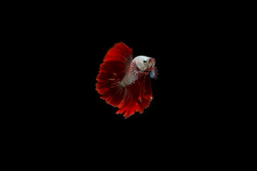 Beautifull freedom Betta fish, Half-moon better fish, betta splendens isolated swim on black...