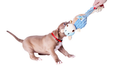 The puppy of the pit bull pulls the toy from his hands. Isolated on white background