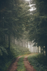 Alle im Wald im Nebel