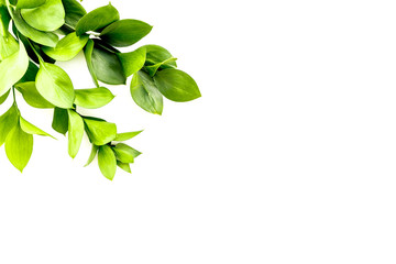 Summer concept. Bright greenery. Sprig with green foliage on white top view space for text