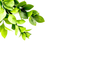 Obraz premium Summer concept. Bright greenery. Sprig with green foliage on white top view space for text