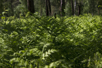 flowers and plants of Siberia