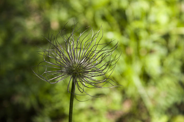 flowers and plants of Siberia