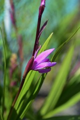 Fototapeta premium Hyacinth orchid