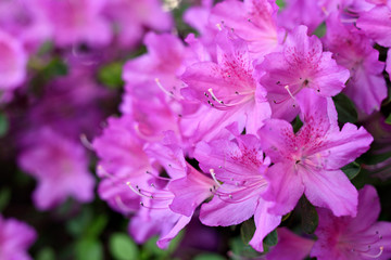 Fototapeta na wymiar Close up photo of blooming rhododendrons in Stanley Park