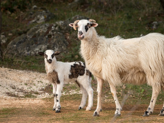 Obraz premium Sheep, lamb on a mediterranean pasture in spring