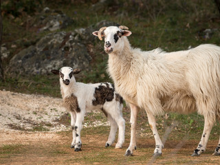 Sheep, lamb on a mediterranean pasture in spring