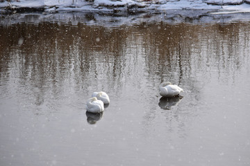 丸くなって吹雪を凌ぐ川の白鳥たち