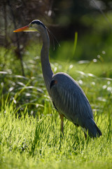 Great Blue heron in grass