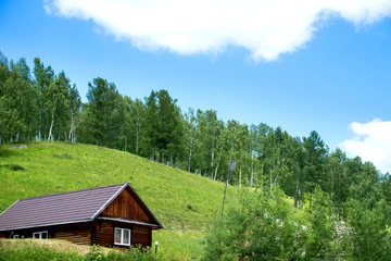 log cabin in summer forest