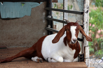 Brown and white color of goat laying down and eating the grass in the mouth. It is a hardy...
