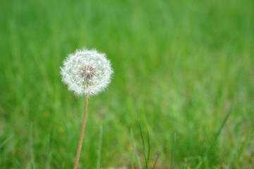 dandelion on green meadow in spring