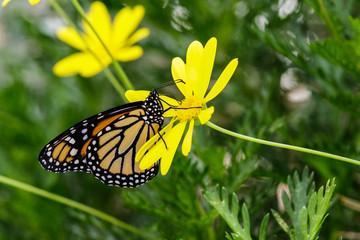 Monarch butterfly feeds on a bright yellow flower in Arizona's Sonoran Desert. 