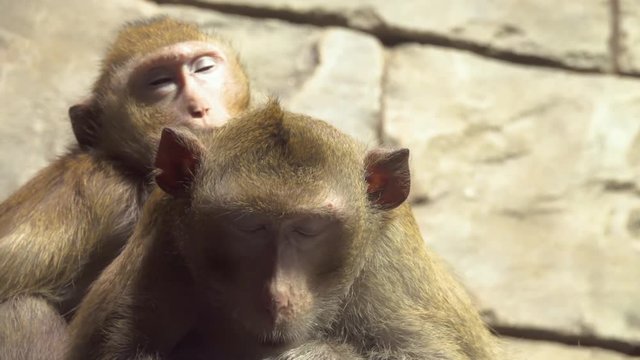 Little smart monkeys sit on a branch and look at the camera in slow motion