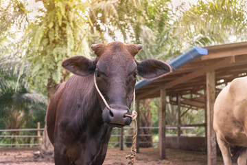 concept about domestic animal