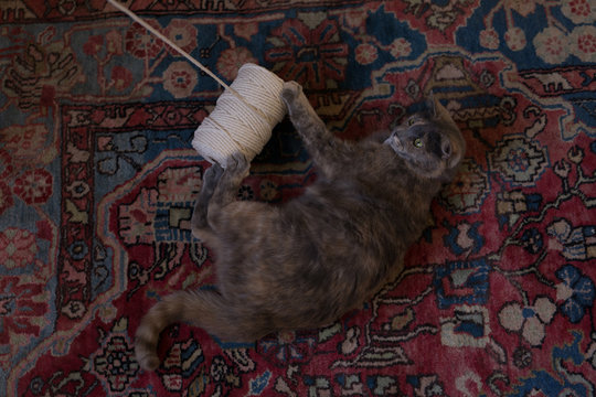 Cat playing with thread spool