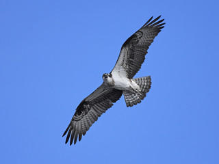 Osprey (Pandion haliaetus)