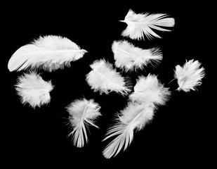 Obraz premium Feather.