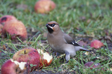 Bohemian waxwing (Bombycilla garrulus)