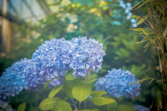 Blue hydrangea with sunlight, background.Beautiful blue hydrangea buds. Toned image