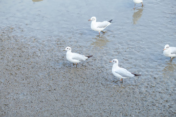 Seagull standing on mud in Bangpoo, Thailand.