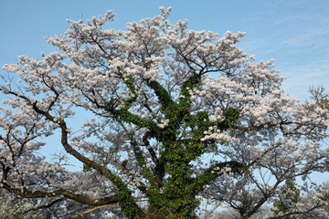満開の桜　鳥取県伯耆町小林
