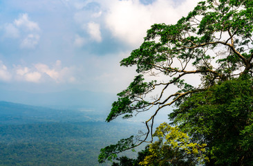 Big tree with beautiful branches and fresh green leaves in tropical forest with sky and white cumulus clouds background . Ecosystem and healthy environment concept.