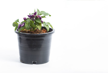 Closeup purple ornamental pepper in the flower pot with copy space