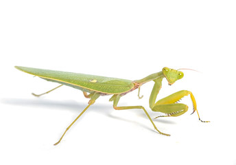 Mantis on white background.