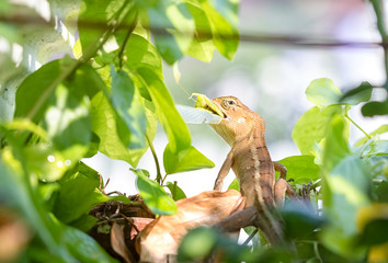 Brown Lizard on tree