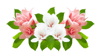 Magnolia flowers isolated on white background
