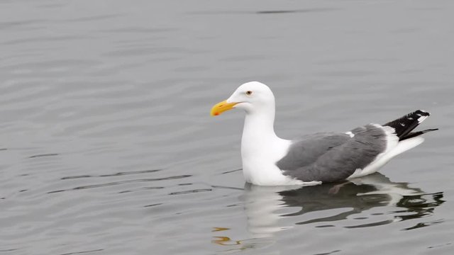 HD Video of California Gull swimming in shallow water. The South Bay California gull population has grown from less than 1,000 breeding birds in 1982 to over 33,000 in 2006.