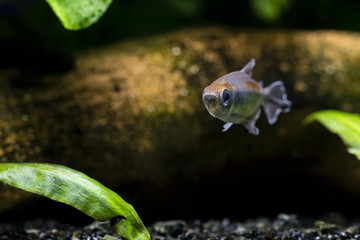 Tetra Congo fish under the surface.